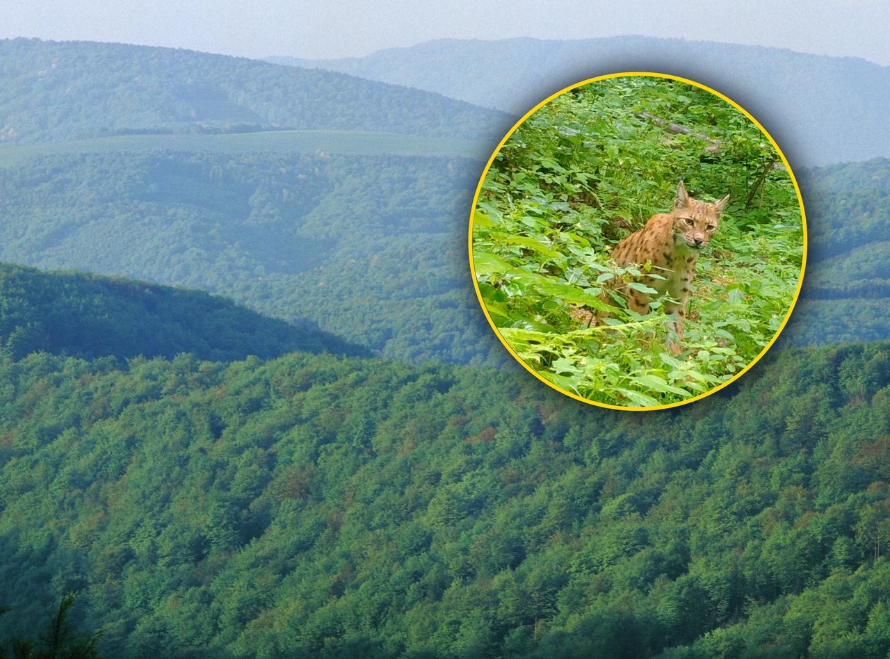 Fotopułapka uchwyciła rysia. To wyjątkowy osobnik