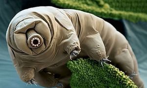 Wyjątkowy gen. Te zwierzęta przetrwają niemal wszystko