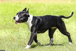 Makabra w Lublinie. Amstaffy rozszarpały suczkę na oczach właścicielki