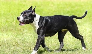 Makabra w Lublinie. Amstaffy rozszarpały suczkę na oczach właścicielki