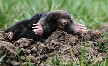 Wieczorem wsyp do kopców. Do rana krety uciekną