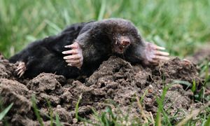 Wieczorem wsyp do kopców. Do rana krety uciekną