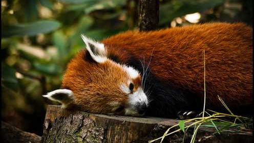 Znamy nieoficjalną datę premiery Firefoksa 4 1