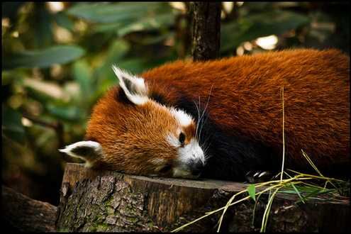 Śpiący lis - w oczekiwaniu na premierę Firefoksa 4 (Fot. Flickr/joo0ey/Lic. CC by)