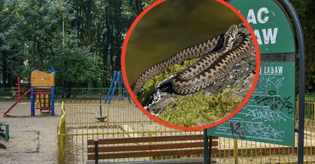 Żmije w mieście. Są nawet na chodnikach i w piaskownicach