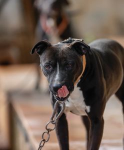 Zajęła się bezpańskim psem. W hiszpańskim mieście doszło do dramatu