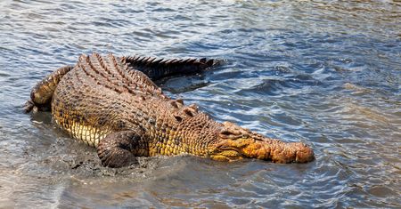 Australia. Mężczyzna oswobodził się ze szczęk krokodyla