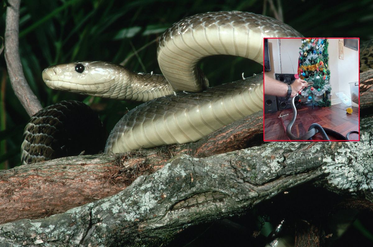 Czarna mamba znaleziona pod choinką