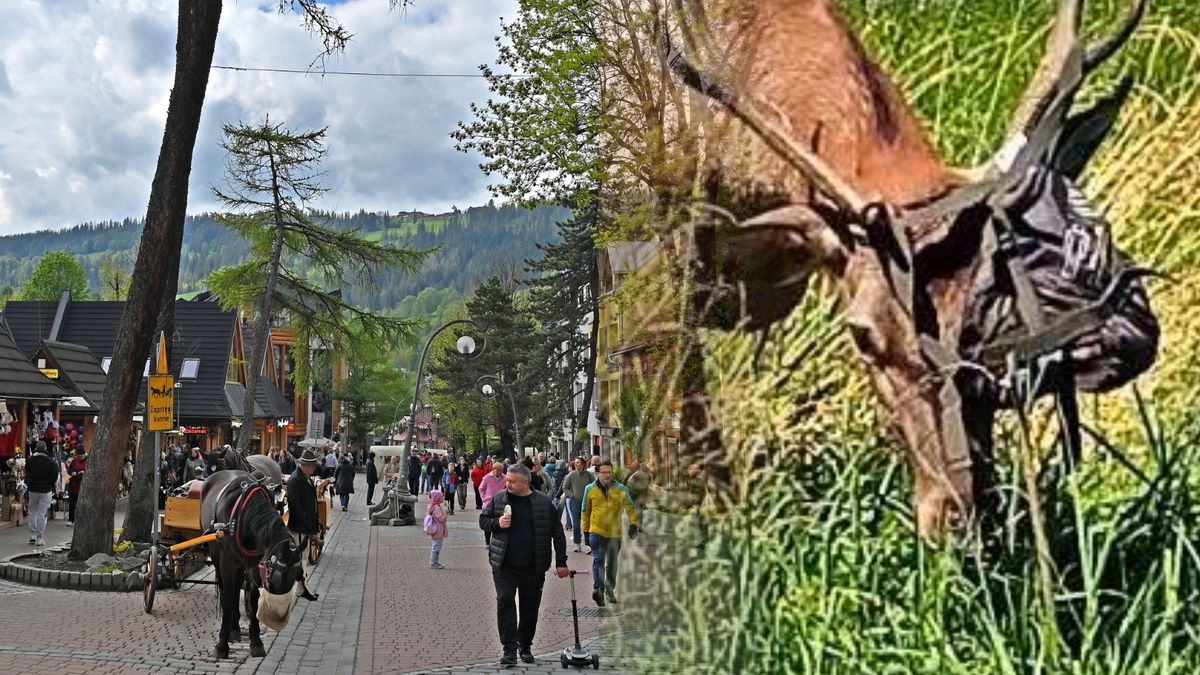 Niecodzienny widok na ulicach Zakopanego
