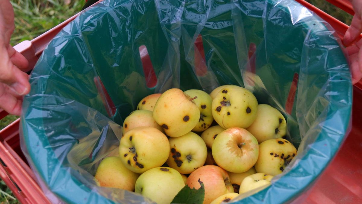 Brunatna plamka na skórce od owocu? Nigdy jej nie odkrawaj, od razu wyrzuć