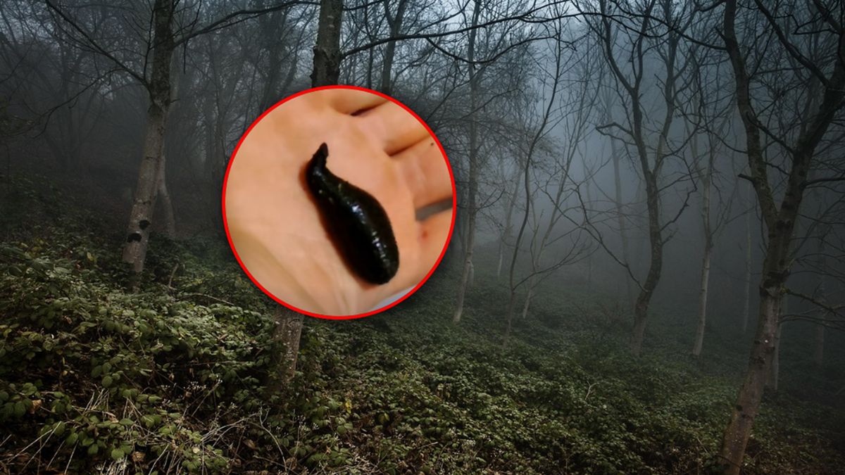 Pijawka dostała się do buta leśnika.