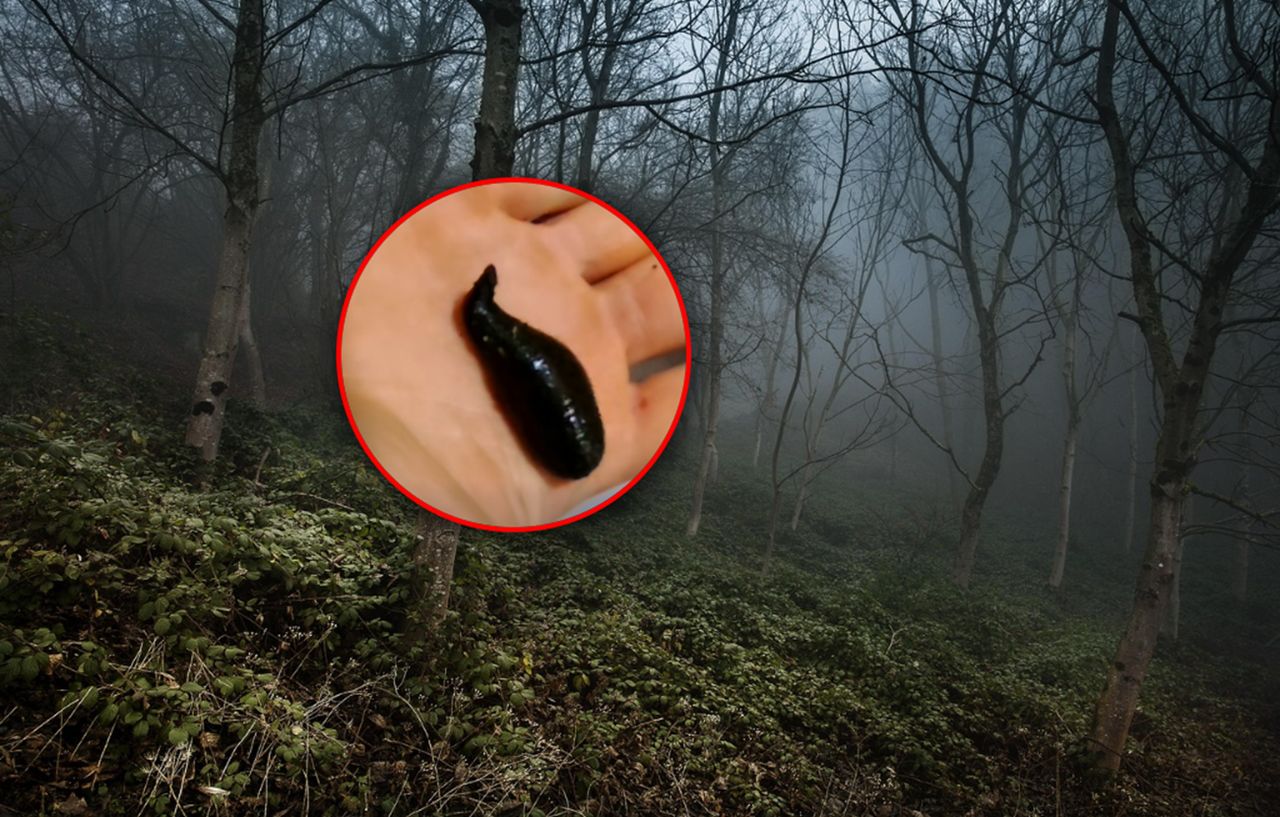 Wrócił z lasu do domu. Niewiarygodne, co znalazł w bucie