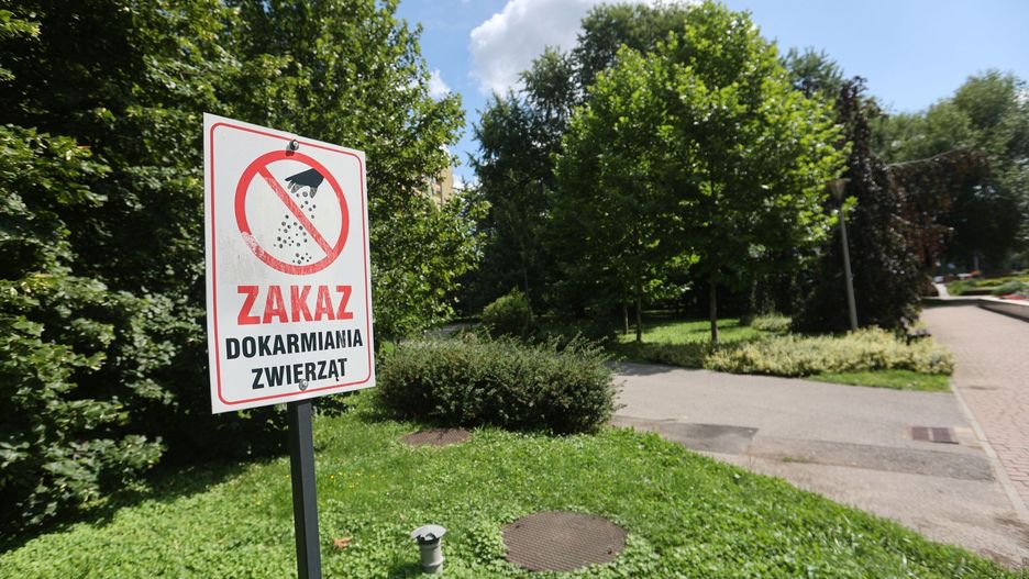 Mimo zakazów dokarmiania zwierząt wiele osób wyrzuca resztki żywności do parków lub na ulicę