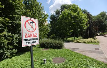 Rzeszów: Dokarmianie zwierząt bardziej im szkodzi, niż pomaga. Szczury pod balkonami, resztki na trawnikach