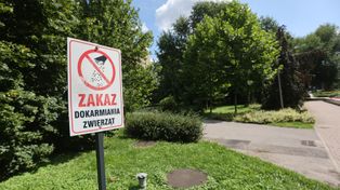Rzeszów: Dokarmianie zwierząt bardziej im szkodzi, niż pomaga. Szczury pod balkonami, resztki na trawnikach