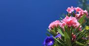 Kwiaty na balkon i taras. Kwiaty doniczkowe: petunie, pelargonia, bakopa, surfinie, złocień, oleander 7.05.2025