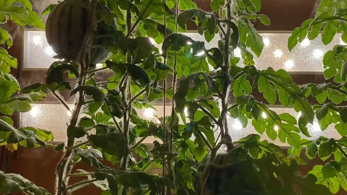 Arbuzy wyhodowane na stacji Wostok na Antarktydzie.