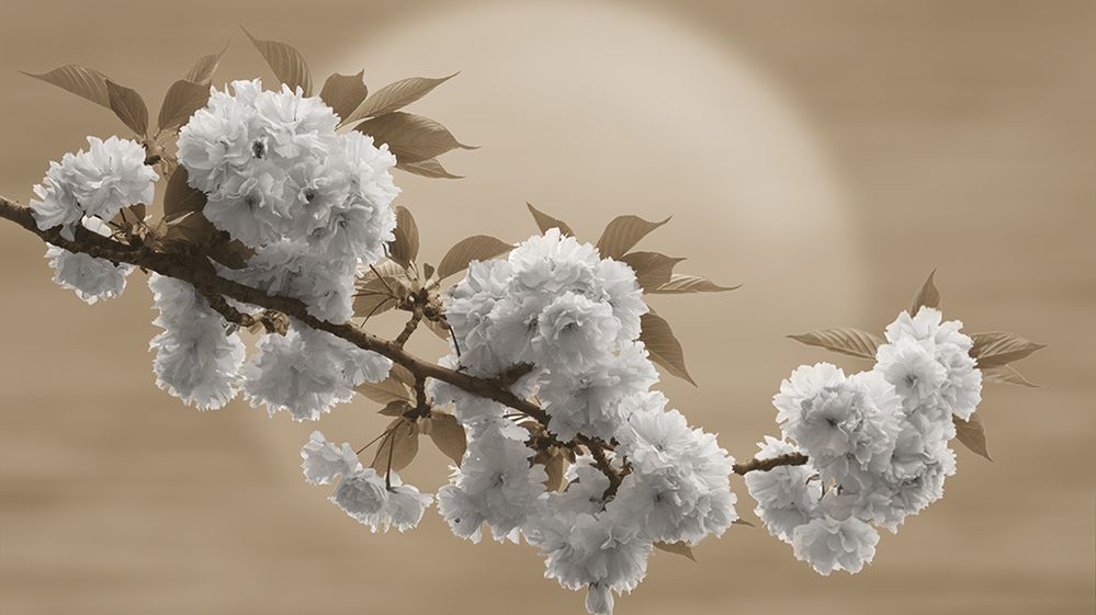 Hiroaki Hasumi przedstawia piękno Japonii w projekcie "Nippon" 1