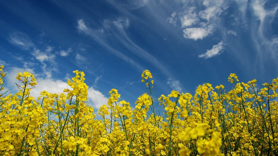 Pogoda bezchmurne niebo rzepak pole wiosna
