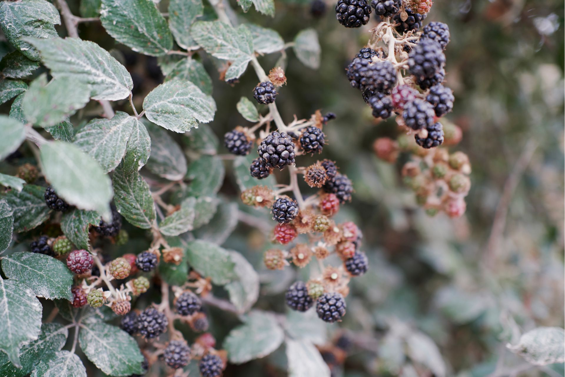 "Nigdy nie widziałem takich szkód". Mróz zniszczył plantacji rolnika