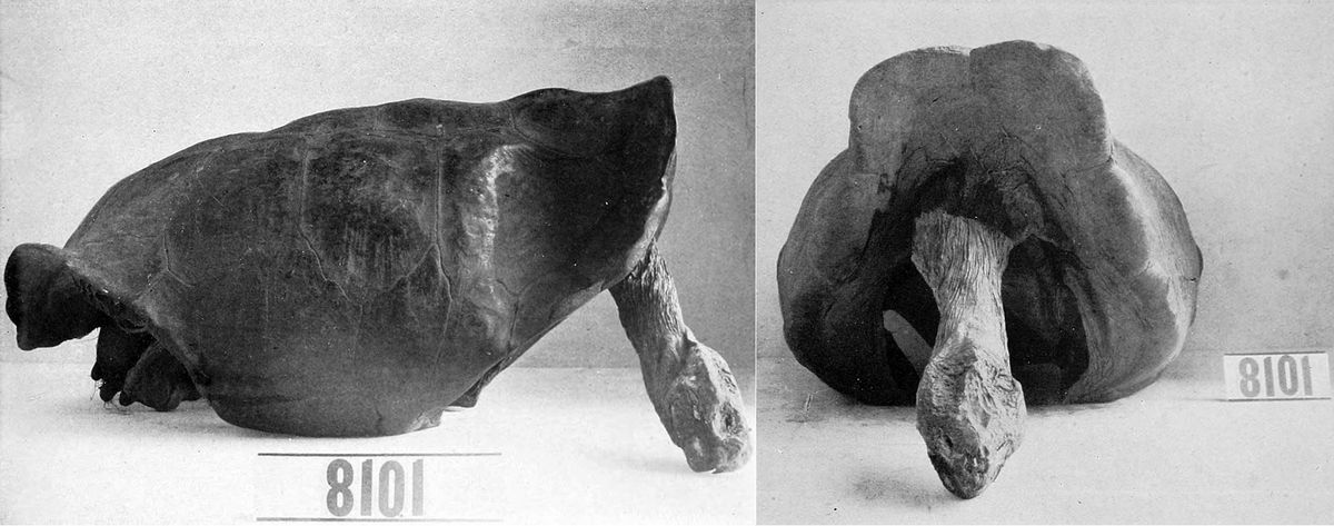 Żółw z gatunku Chelonoidis phantastica, którego odkryto w 1906 roku na Galapagos 