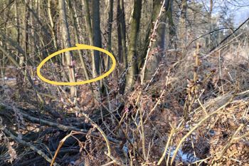 Kwitnie mimo mrozu. Leśnicy pokazali niezwykłe zjawisko w lesie