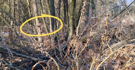 Kwitnie mimo mrozu. Leśnicy pokazali niezwykłe zjawisko w lesie
