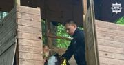 Gliwice: Zaginiona kobieta odnaleziona w ambonie myśliwskiej. Była sama i potrzebowała pomocy