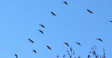 "Szósty zmysł" u zwierząt jest bardziej rozpowszechniony niż dotychczas sądzono