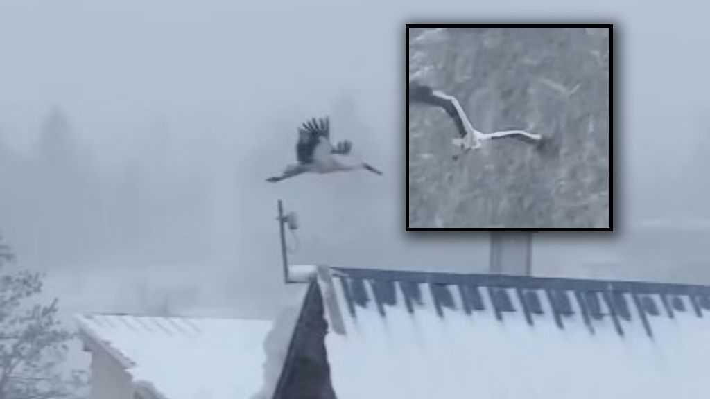 Bocian podczas śnieżycy na Słowacji