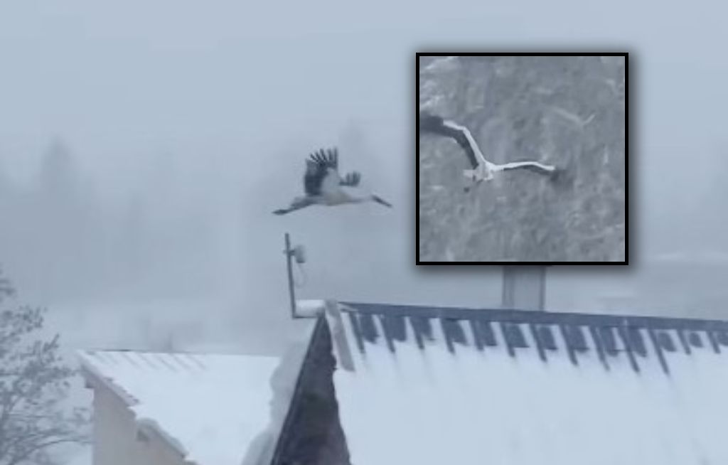 Bocian został na zimę. Zaobserwowano go podczas śnieżycy