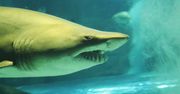 Przeprowadzili test narkotykowy u rekinów. Wynik to niezła sensacja