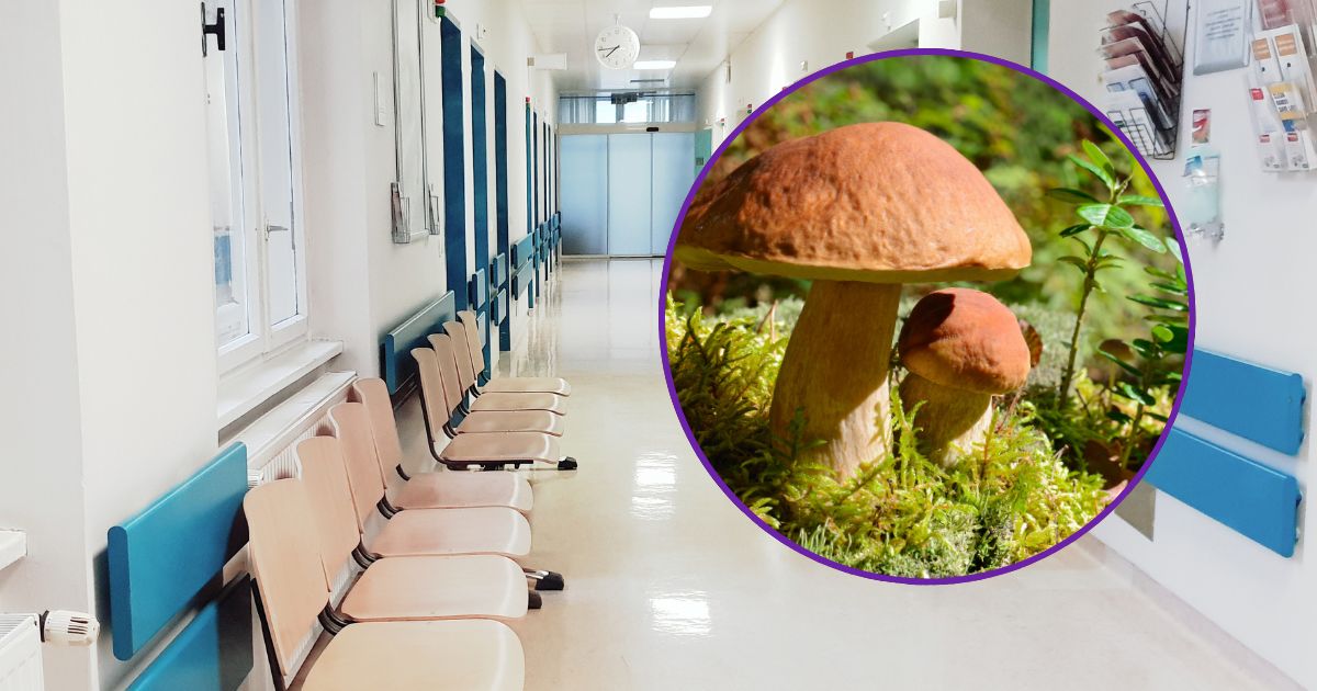 Mushroom poisonings on the rise: Doctors urge caution - MyImpact