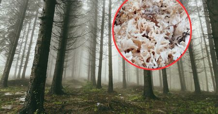 Tak wygląda "leśny kalafior". Ludzie nie wiedzą, że można go jeść