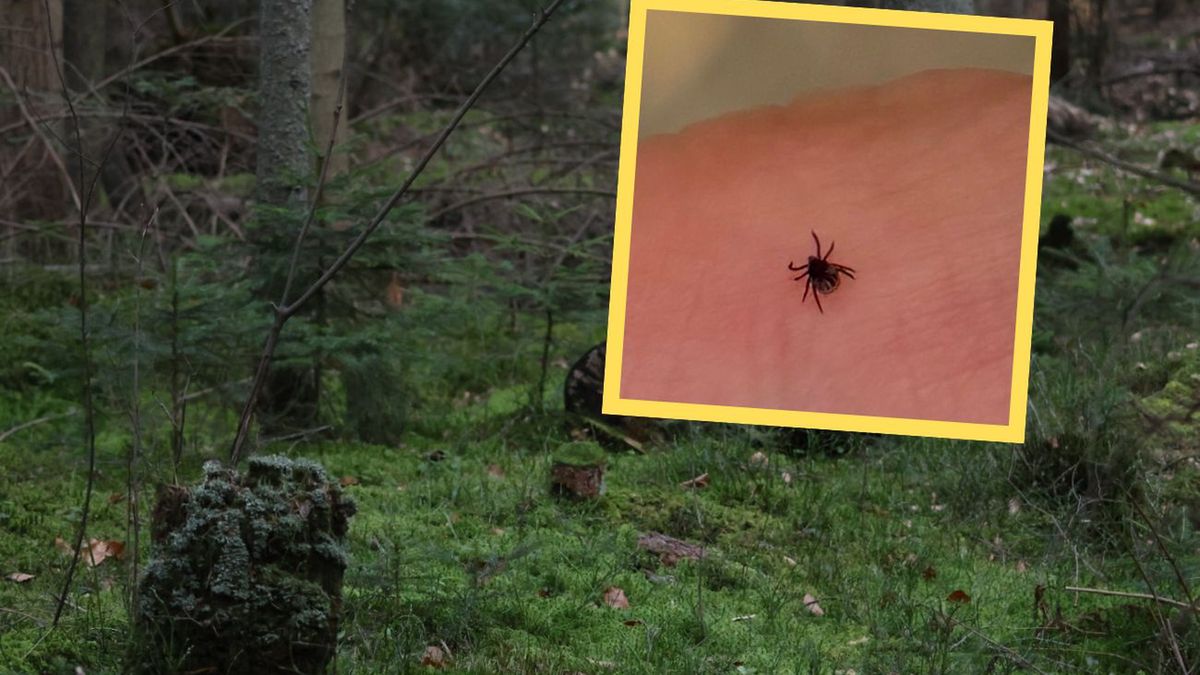 Jak skutecznie chronić się przed kleszczami?