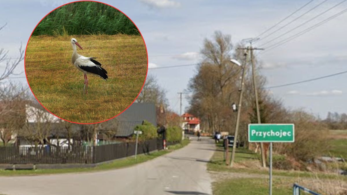 Mieszkańcy Przychojec przywitali bociana z radością