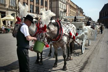 "Czerwone światło" dla dorożek przy Rynku Głównym. Apel urzędników