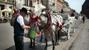 "Czerwone światło" dla dorożek przy Rynku Głównym. Apel urzędników