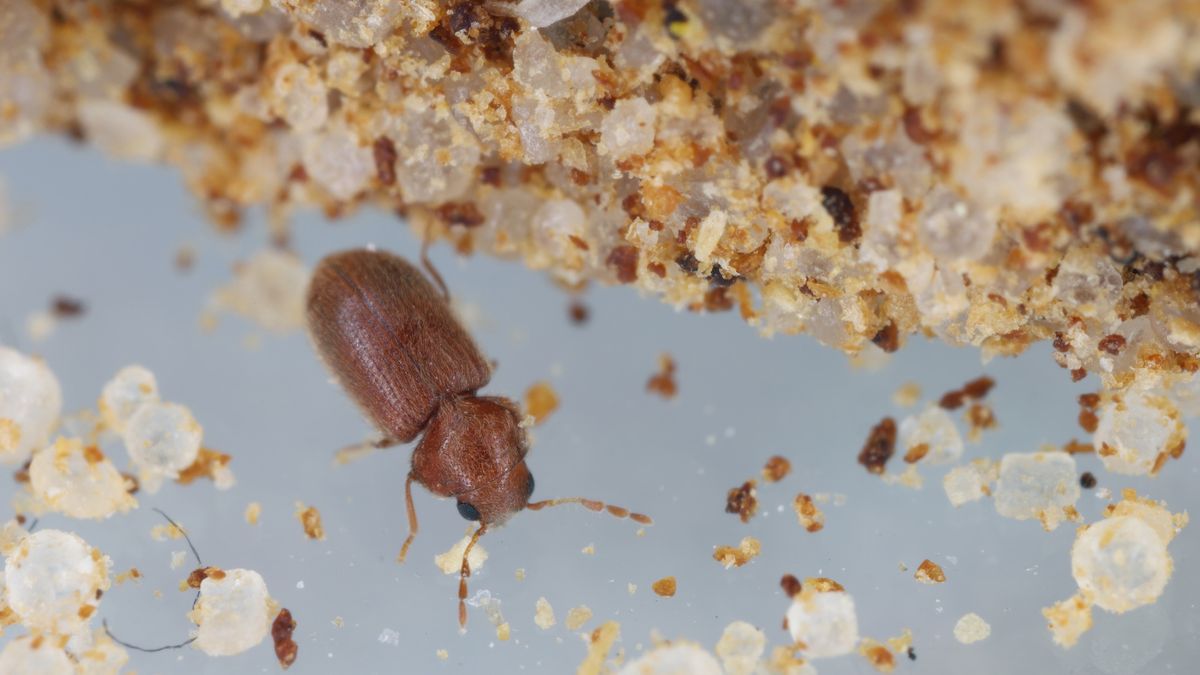 Biscuit, drugstore or bread beetle (Stegobium paniceum) adult stored product pest in the spices.
Biscuit, drugstore or bread beetle (Stegobium paniceum) adult stored product pest in the spices.
Tomasz Klejdysz