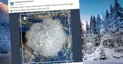 TPN pokazał niezwykłe zdjęcie. "Pierwsze oznaki wiosny"