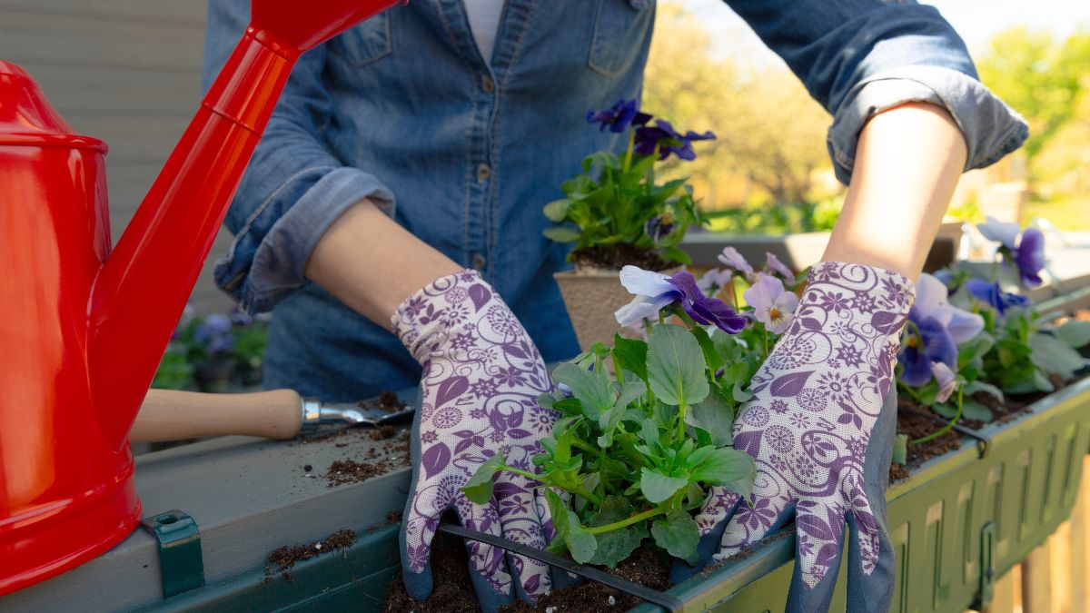 Sadzenie kwiatów na balkonie.