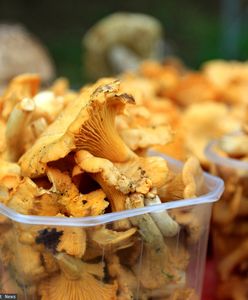 Kurki przed sezonem? Towar luksusowy