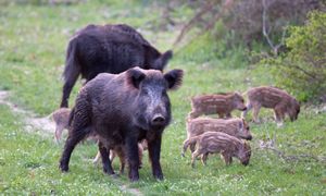 Świnoujście walczy z dzikami. Miasto prosi o pomoc