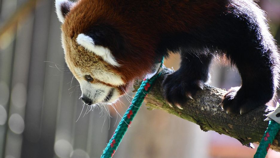 Pandka ruda w poznańskim ZOO