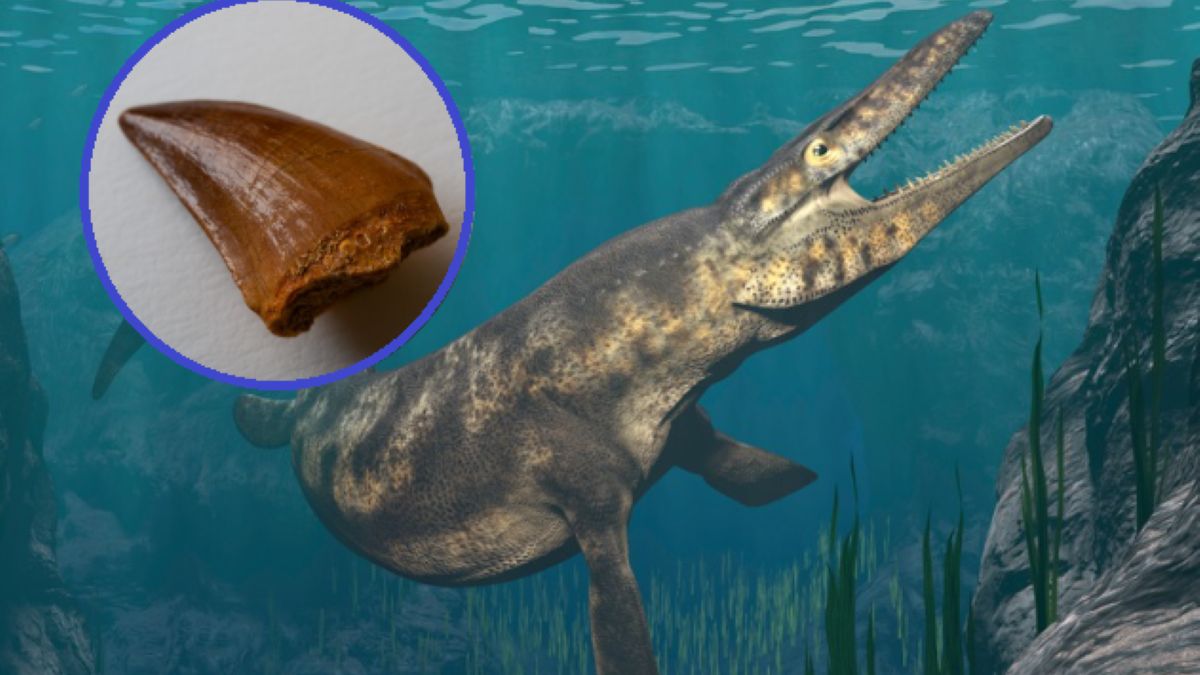 Mosasaury żyły w rzekach? Najnowsze wyniki badań zaskakują