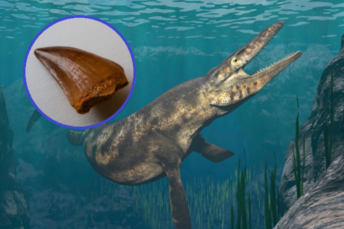 Znaleźli ząb w rzece. To zmienia obraz historii