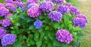 Jesienią wrzuć pod hortensję. Wiosną będzie kwitła jak szalona