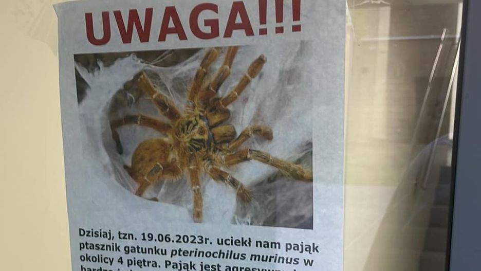 Ogłoszenie o zaginięciu pająka pojawiło się na jednej z klatek na Saskiej Kępie