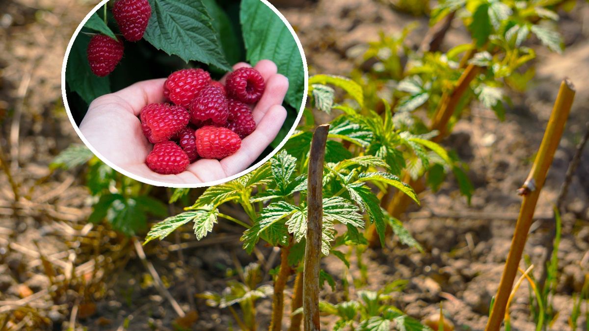 Przycinanie malin w listopadzie