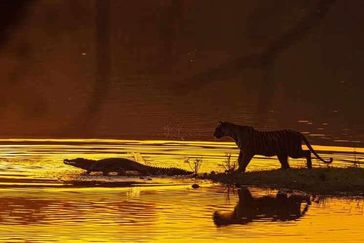 Niezwykłe zdjęcia pokazują, jaka naprawdę jest natura – piękna i niebezpieczna 3